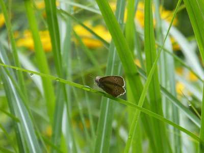 2017-07-09 Gartenimpressionen 8.jpg
