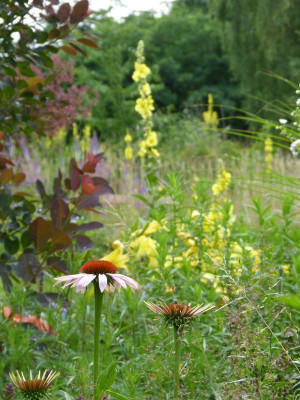 2017-07-09 Gartenimpressionen 9.jpg