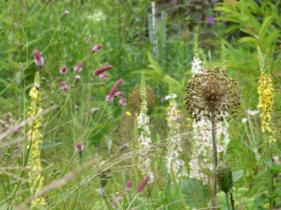 2017-07-09 Gartenimpressionen 10.jpg