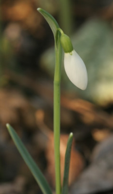 galanthus_john_gray_4464.jpg
