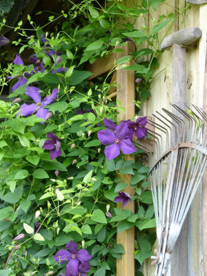 2017-07-09 Gartenimpressionen 11.jpg
