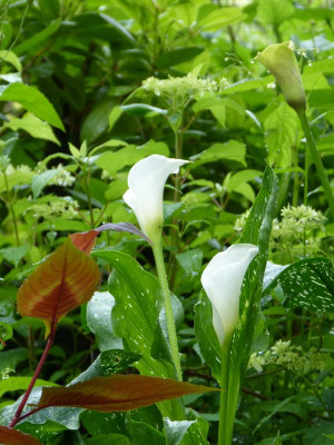 2017-07-09 Gartenimpressionen 4.jpg