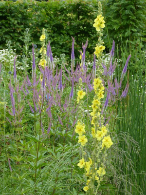 2017-07-09 Verbascum - Veronicastrum.jpg