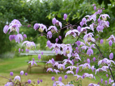 2017-07-09 Thalictrum reniforme 1.jpg