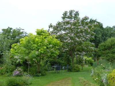 2017-07-09 Catalpa.jpg