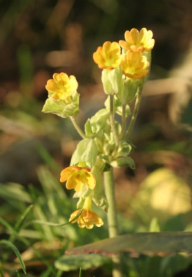 primula_4457.jpg