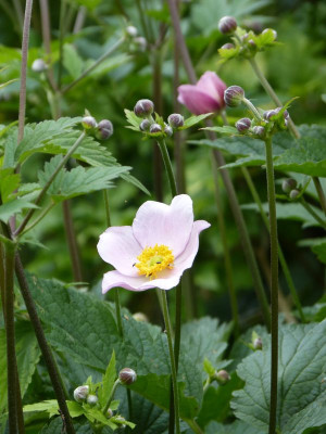 2017-07-09 Anemone robustissima.jpg