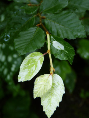 2017-07-09 Fagus sylvatica 'Franken'.jpg