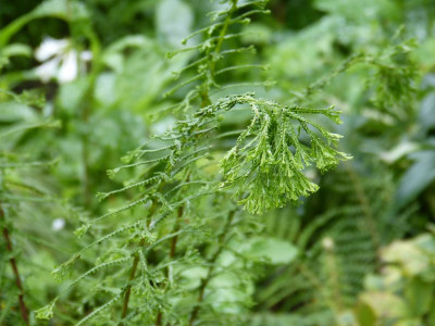 2017-07-09 Farne Athyrium filix-femina 'Dre's Dagger' 1.jpg