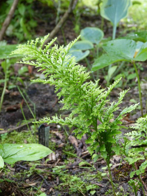 2017-07-09 Farne Polypodium vulgare 'Trichomanoides Backhouse'.jpg