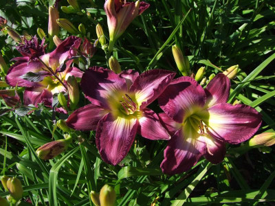 2017_0709Hemerocallis10106.jpg