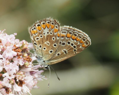 schmetterling_unbekannt.jpg