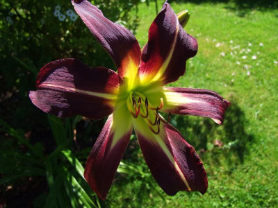 2017_0709Hemerocallis10050.jpg