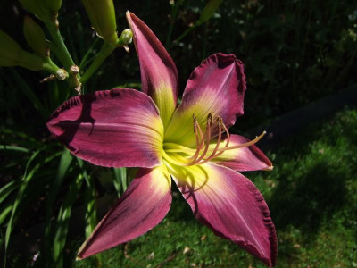 2017_0709Hemerocallis10059.jpg