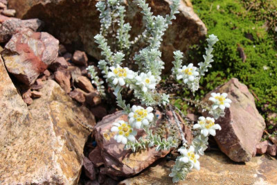 Leucogenes grandiceps 09.07.17.jpg