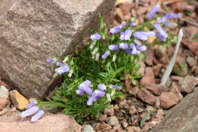 Campanula zoysii 09.07.17.jpg