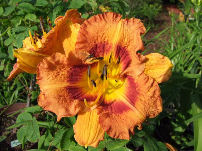 2017_0708Hemerocallis0005.jpg