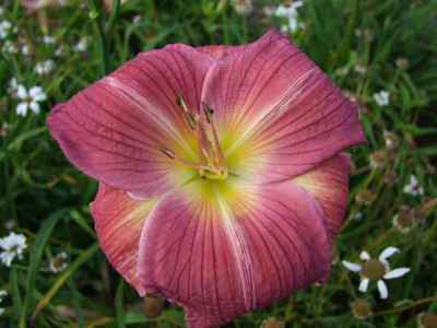2017_0708Hemerocallis0062.jpg