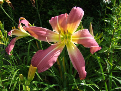 2017_0708Hemerocallis0056.JPG