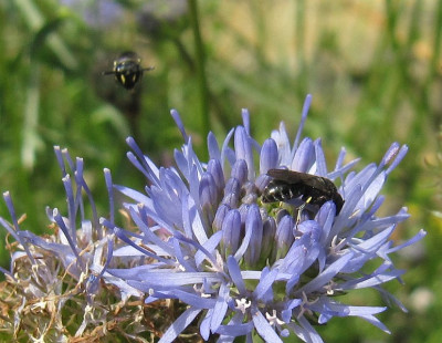 IMG_0563_Hylaeus+Jasione_9Juli2017_.jpg