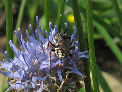 IMG_0588_Epeolus_9Juli2017_.jpg
