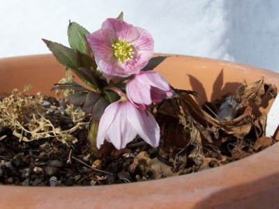 000_0014_-_Helleborus_tibethanus_pink_P.jpg
