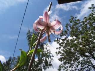 100_0279_-_Lilium_nanum_ponctue_P.jpg