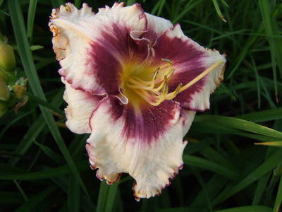 2017_0709Hemerocallis20040.jpg