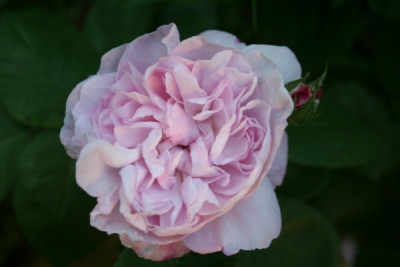 fantin_latour_garten06_180.jpg