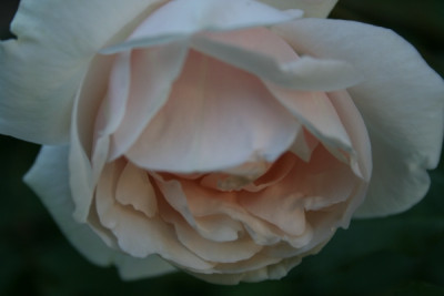 mme_alfred_carriere_garten06_175.jpg