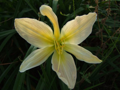 2017_0709Hemerocallis20044.JPG