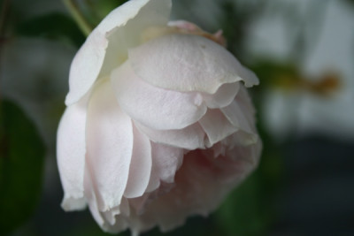 odorata_IMG_2128.jpg