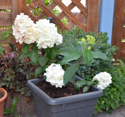 Hydrangea_paniculata-Schwieva.17-1.jpg