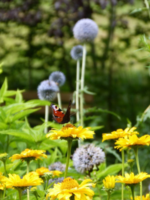 2017-07-09 Gartenimpressionen 14.jpg