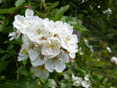 2017-07-09 Rosen 'Darlow's Enigma'.jpg