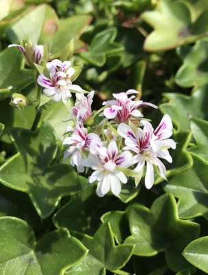 Pelargonium Regines Schöne 07-2017.jpg