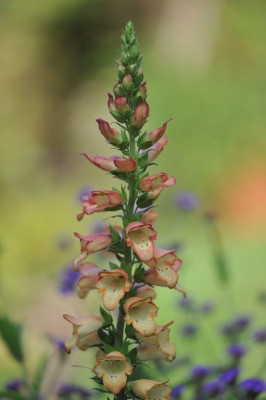 Digitalis.jpg