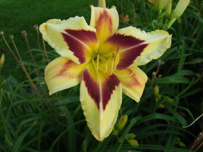 2017_0709Hemerocallis20047.jpg