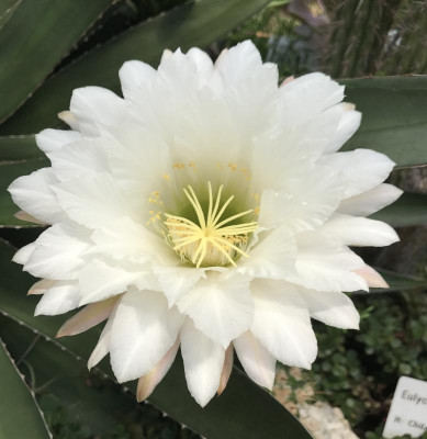Trichocereus candicans 07-2017.jpg