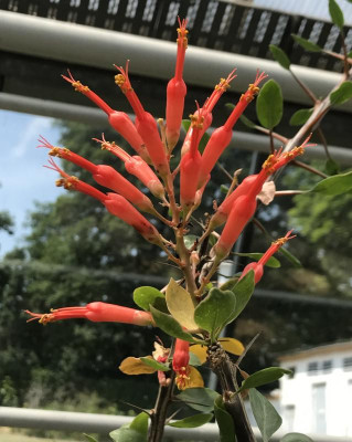 Fouquieria diguetii 07-2017.jpg