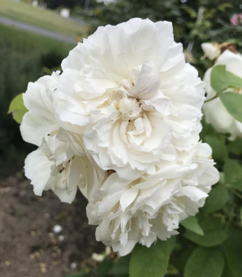 Rose Winchester Cathedral 07-2017.jpg