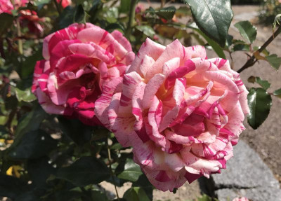 Rose Broceliande 07-2017.jpg