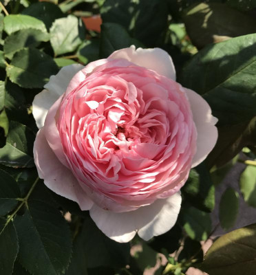 Rose Geoff Hamilton 07-2017.jpg