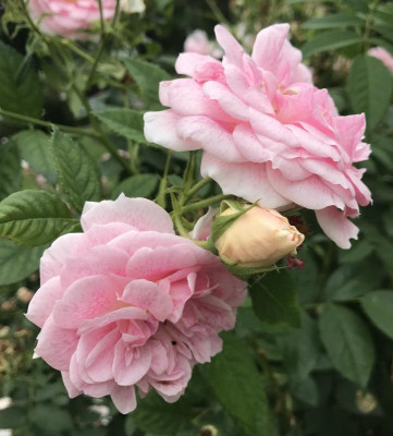 Rose Kir Royal 07-2017.jpg