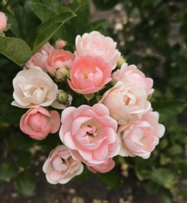 Rose Marytje Cozant 07-2017.jpg
