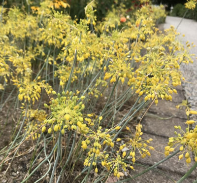 Allium flavum 07-2017.jpg