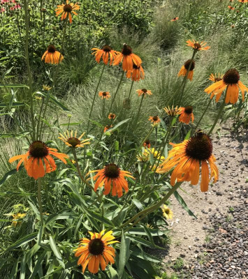 Echinacea Now Cheesier 07-2017.jpg