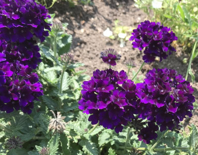 Verbene violett 07-2017.jpg
