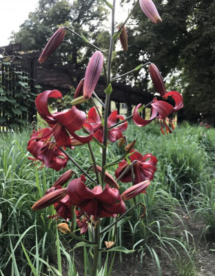 Lilium EGA 07-2017.jpg