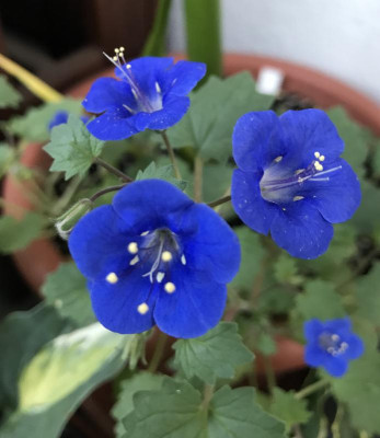 Phacelia campanularia 07-2017.jpg
